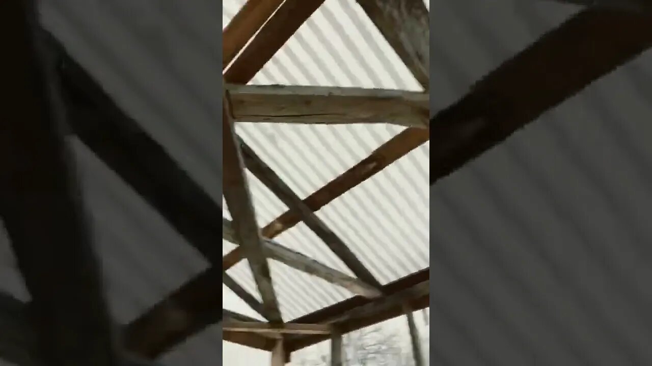 Birds in my greenhouse