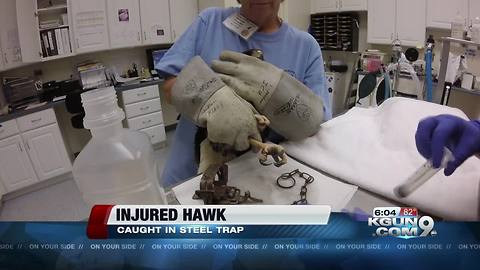 Steel trap breaks hawk’s leg