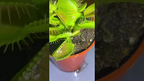 Venus fly trap