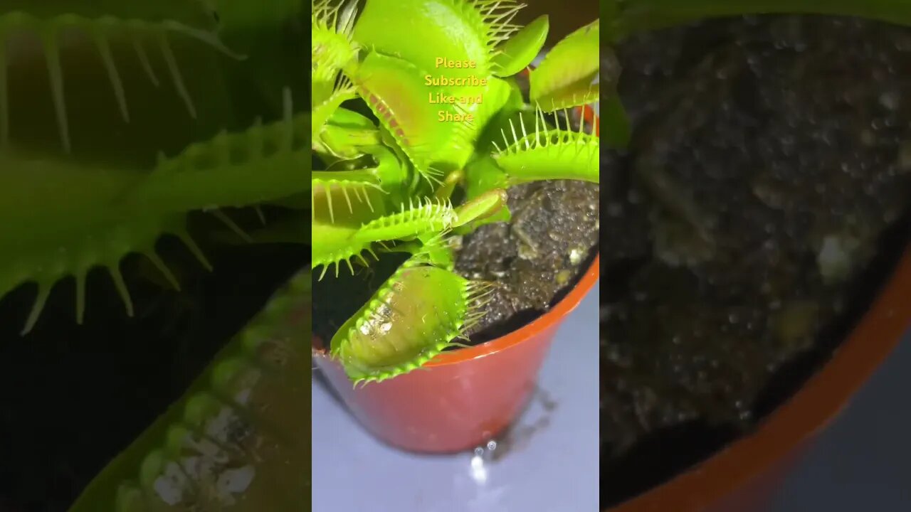 Venus fly trap