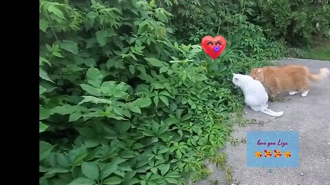 🥰🐱❤️#kitties #love ❤️🐱🥰