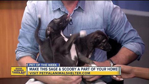 Pet of the week: Sage and Scooby are the last of their litter