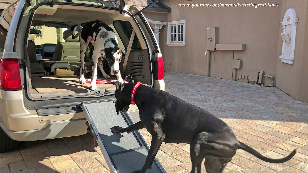 Excited Great Dane Loves To Use Her Solvit Dog Ramp to Get Into SUV