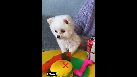 Cute baby dog acting like human