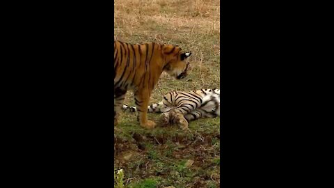 African Wildlife | African Nature Showree 2020by Robert Hofmey