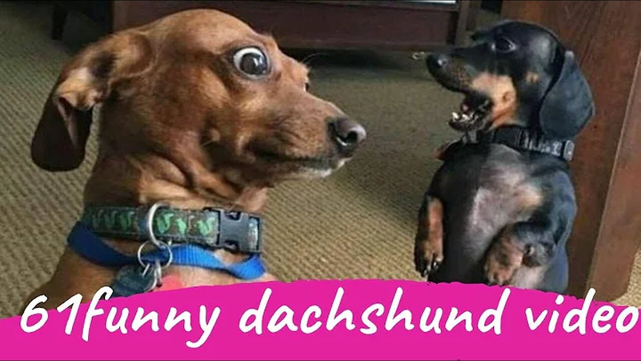 61 Funny Dachshund Dogs Videos Instagram, Funny And Cute Dachshund Dog Try Not laugh Videos