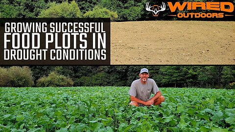 Growing Successful Food Plots In Drought Conditions