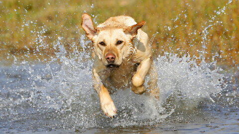 Yellow Lab Dog Running Into The Water