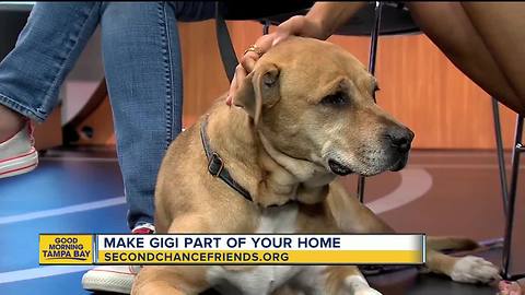 Rescues in Action: Gigi