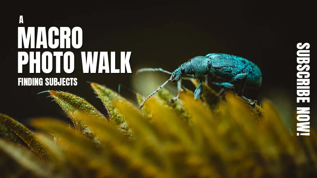 Tips For Finding Subjects for Macro Photography | A Macro Photo Walk