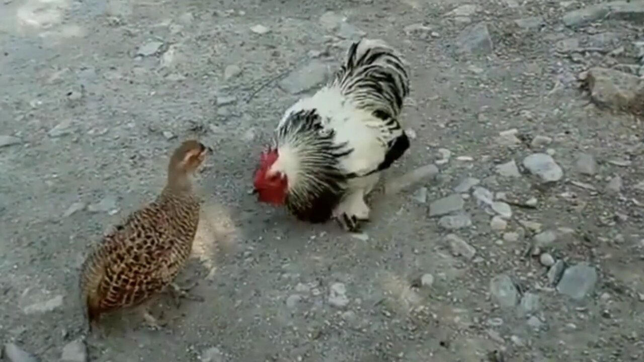 A Rooster Humilated By a Small Quail.