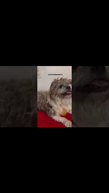 Red Carpet with Valentino #shorts