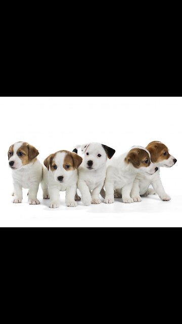 I don’t think anyone is sneaking up on us video dog Shorts