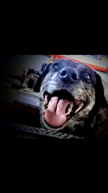 40 minutes past dinner time! Uh oh! Here comes the doggie vocals