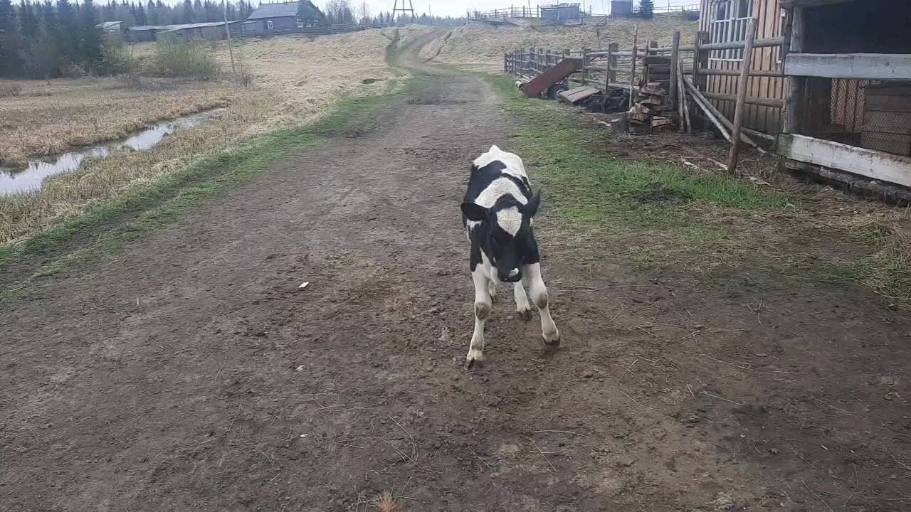 Little friendly calf