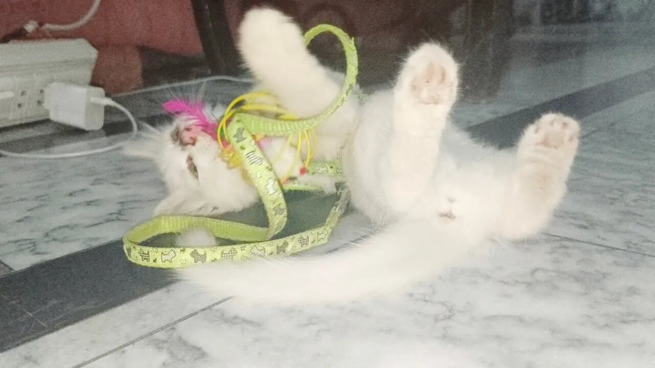 Naya khilona dekh k Khush ho gayi #toys #cat