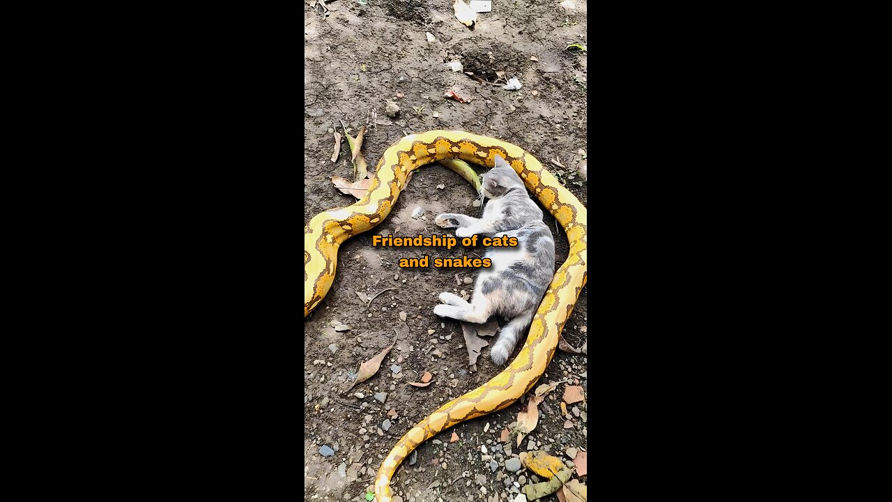 Unusual Friendship: Cats and Snakes Live in Harmony