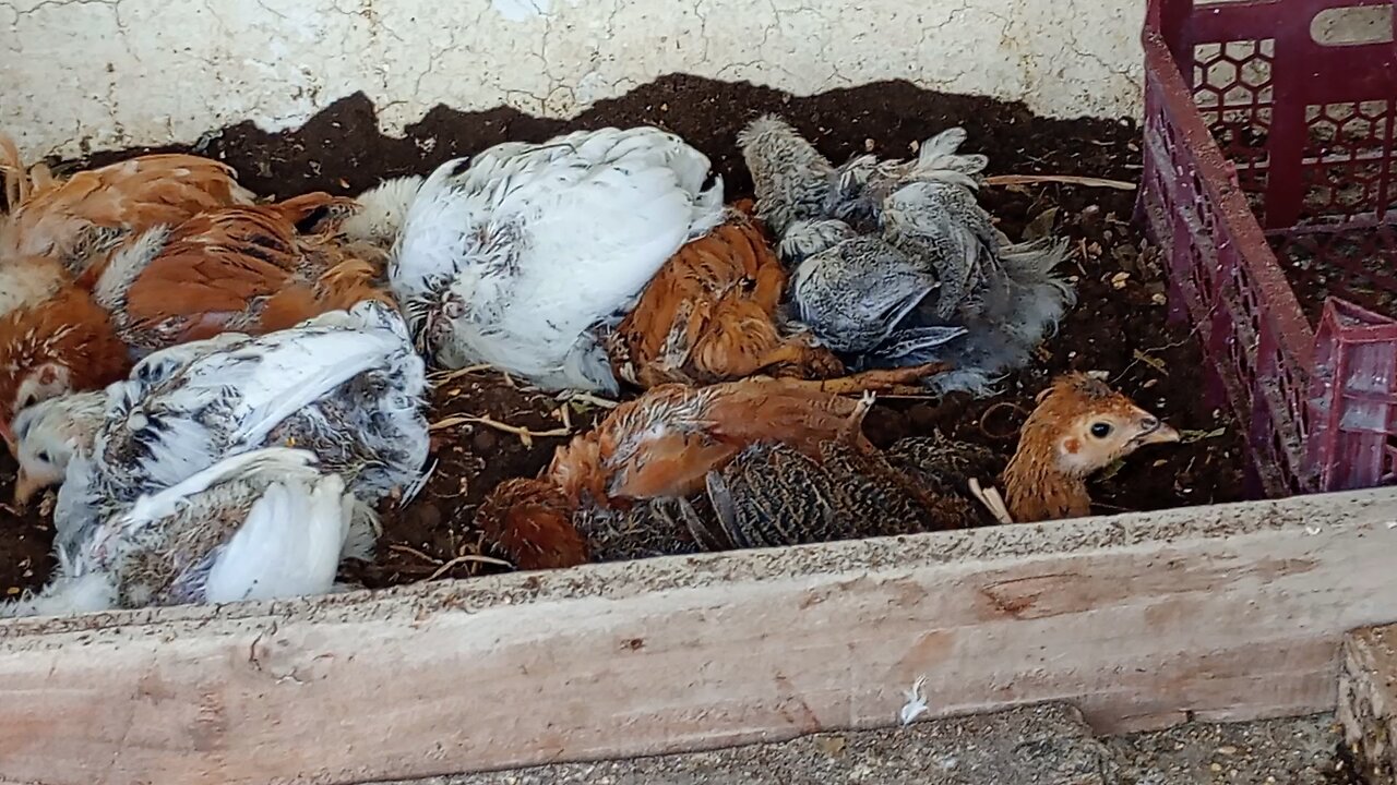 small chicks playing in mud