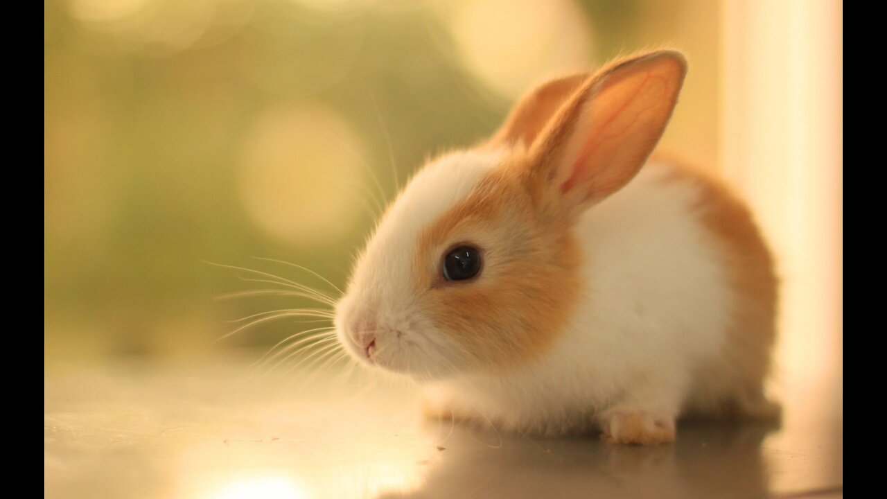 cute baby bunny playing on garden