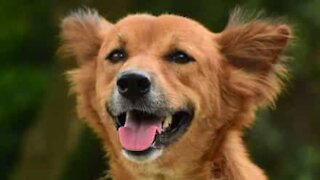 Cão corre na estrada com caixote do lixo preso a ele!