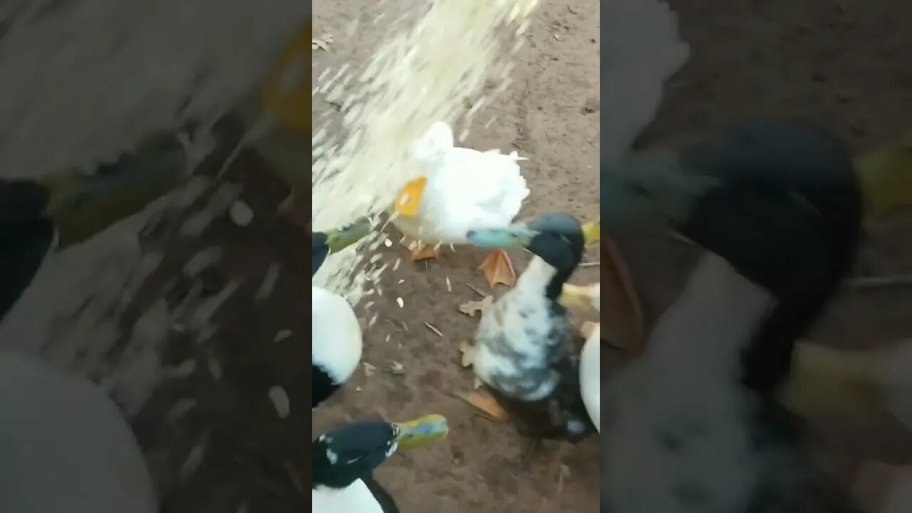 Feeding Time!🦆🦆