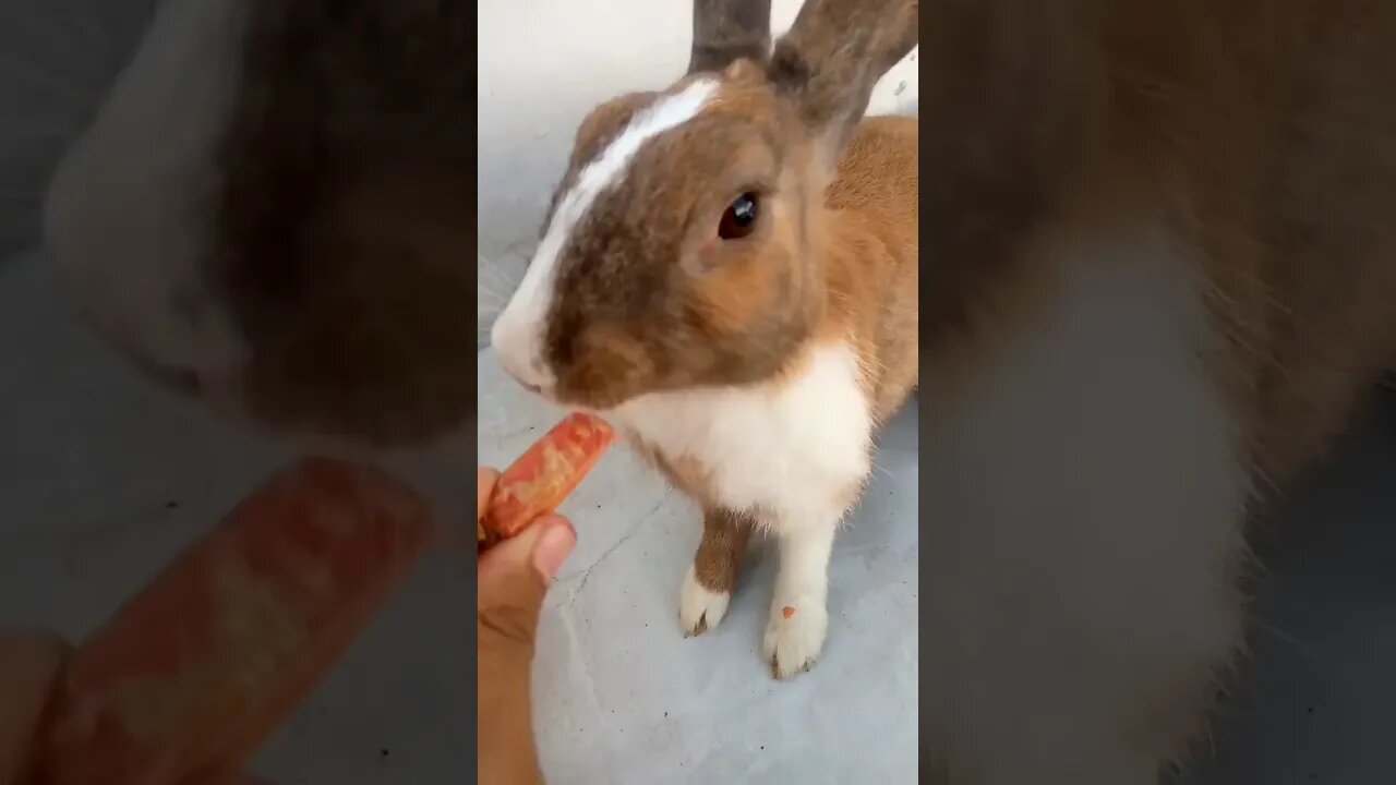 😂 Funny Rabbit 😂 [ Bugs Bunny ] #shorts #youtubeshorts #rabbit #bunny #funnyvideo #funnyshorts