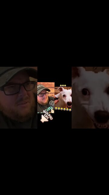 Here’s Your Dose of REALarious…🤣🤣🤣 #funny #duet #funnycomedy #makeyoulaugh #watchfunny #dog