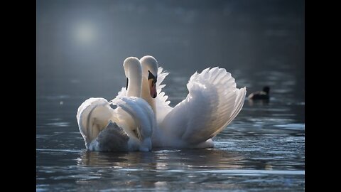 beautifulSwanromantic