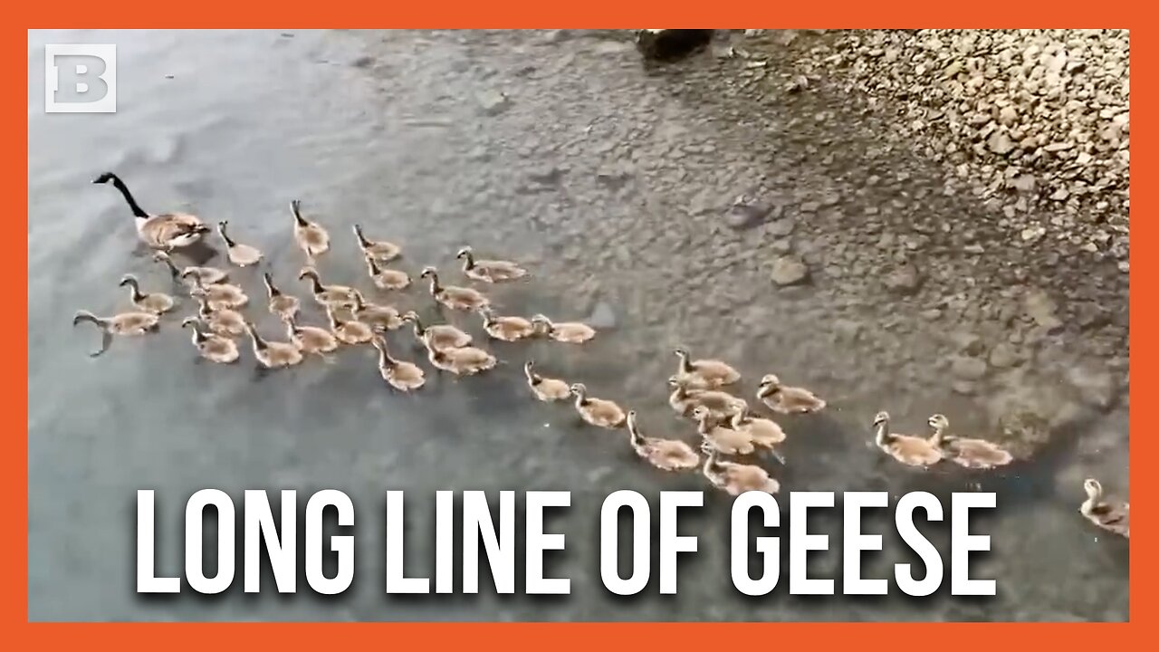 Goose Seen Leading Seemingly Endless Stream of Baby Geese