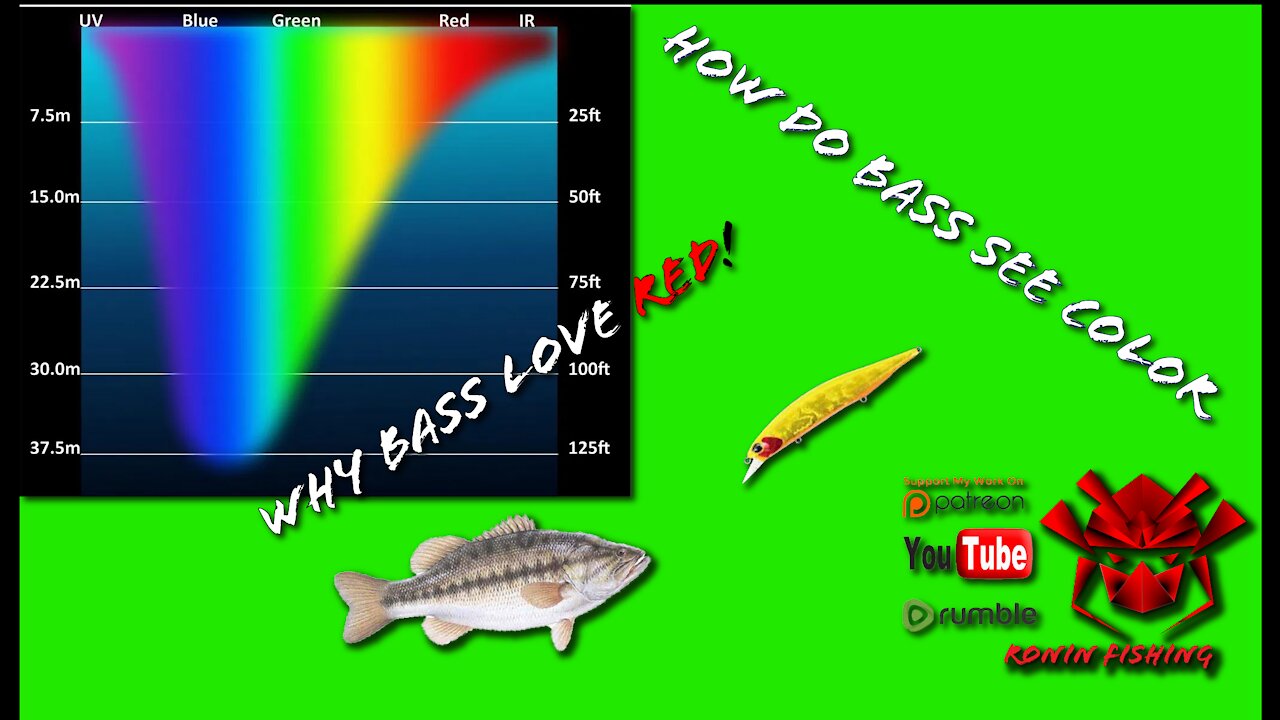 How Bass See Color