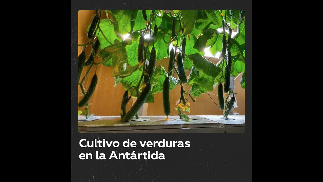 Científicos rusos cultivan verduras en el lugar más frío del planeta