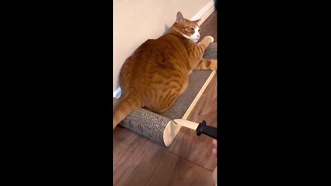 cat funny moments