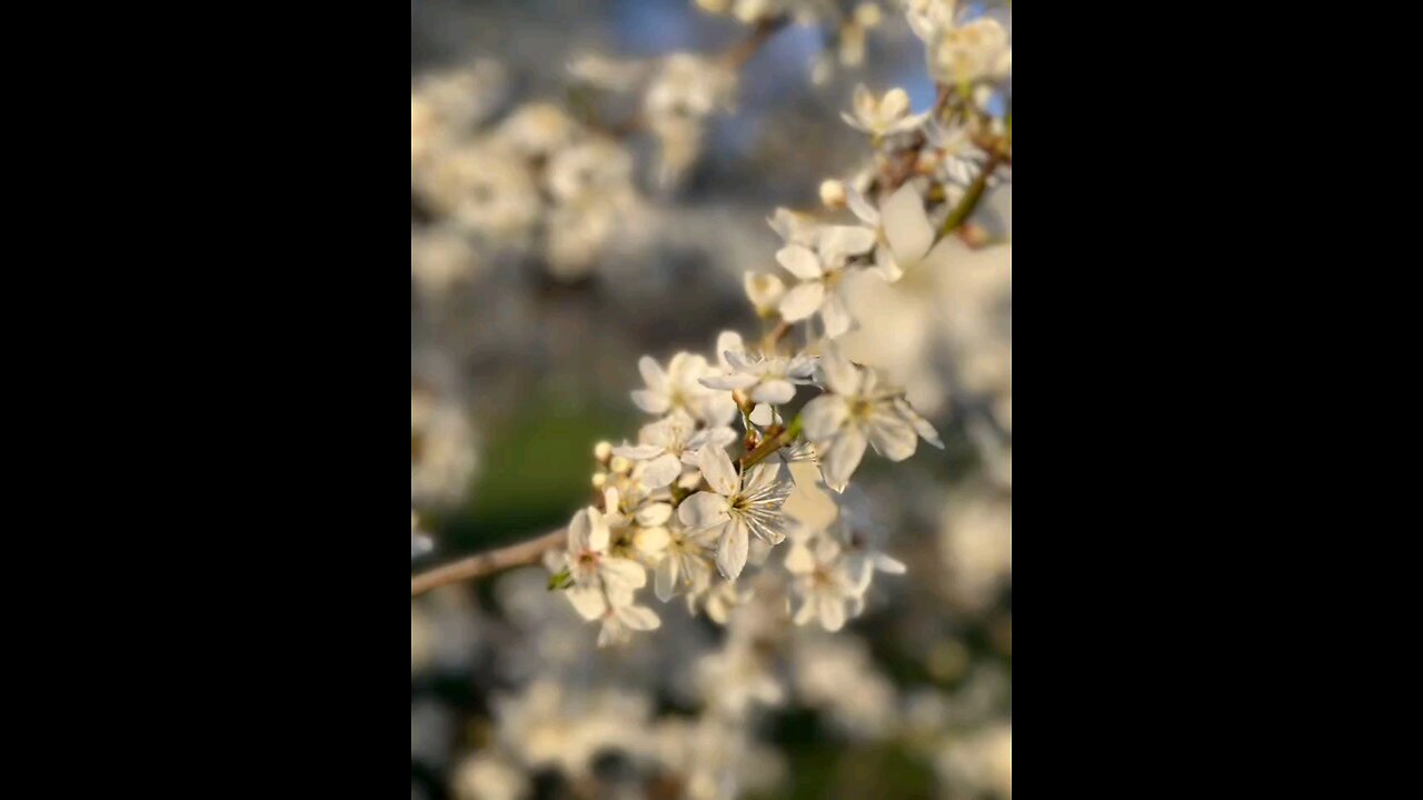 Spring, no matter what 🍎🍒