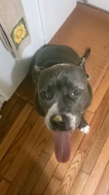 Pit bull peanut butter pbpb long tongue