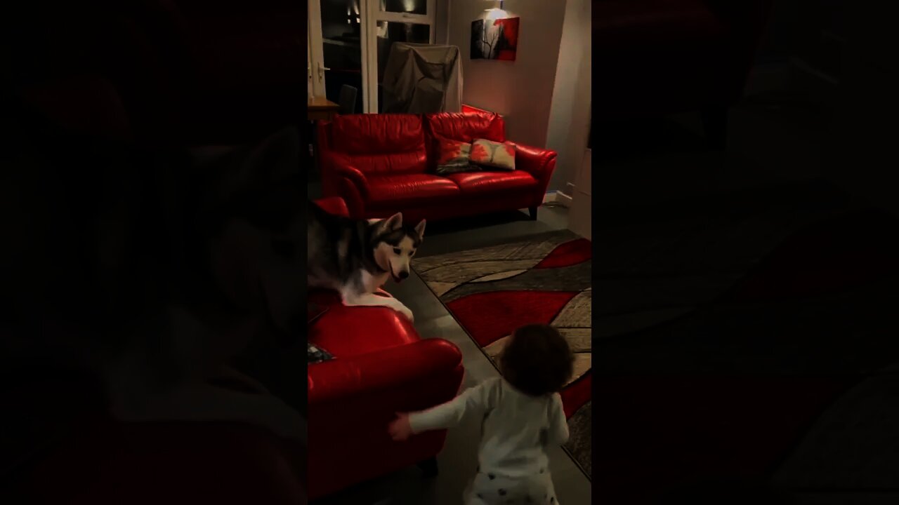 Baby playing with Dog | #Shorts #animal