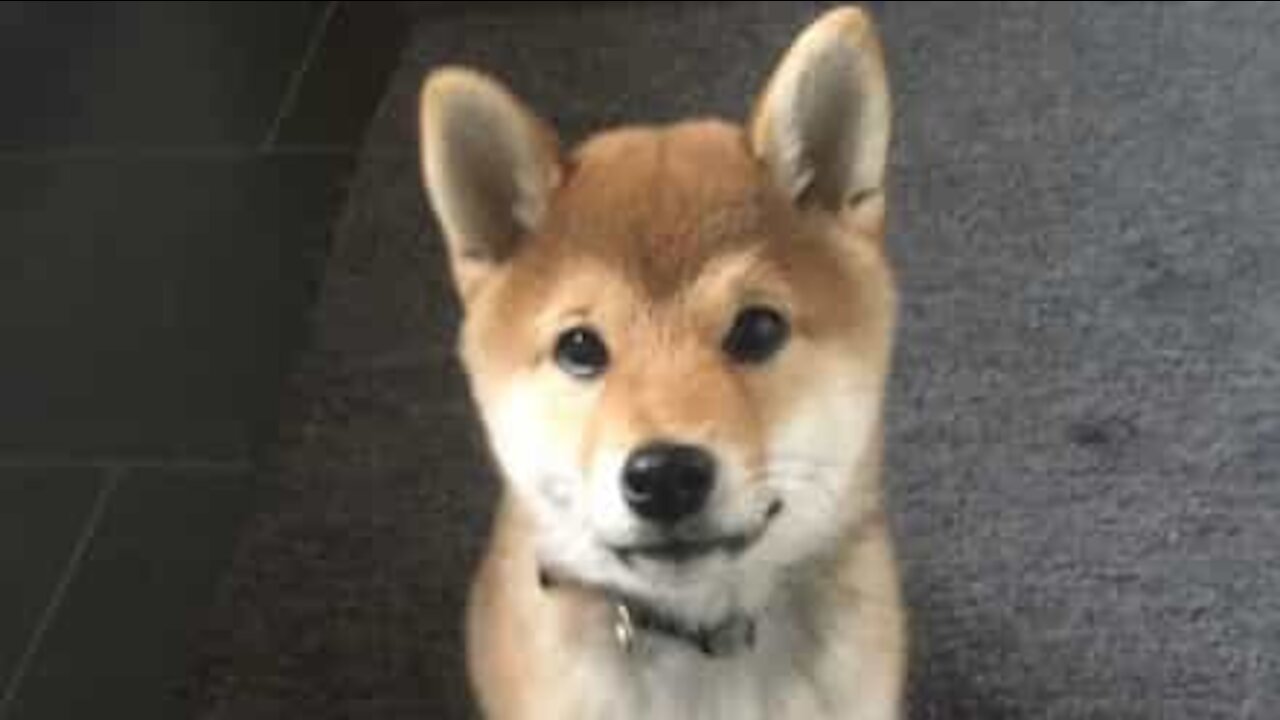 Shiba inu oplever sne for første gang