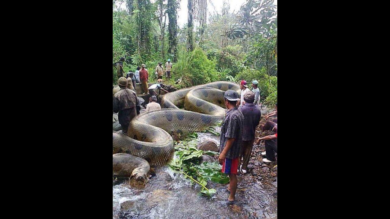 look at the size of this snake😱😱😱