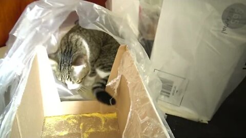 Kitten Helps Us with the Shopping Bags and Boxes