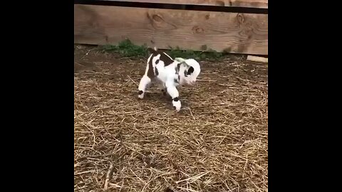 Cute goats