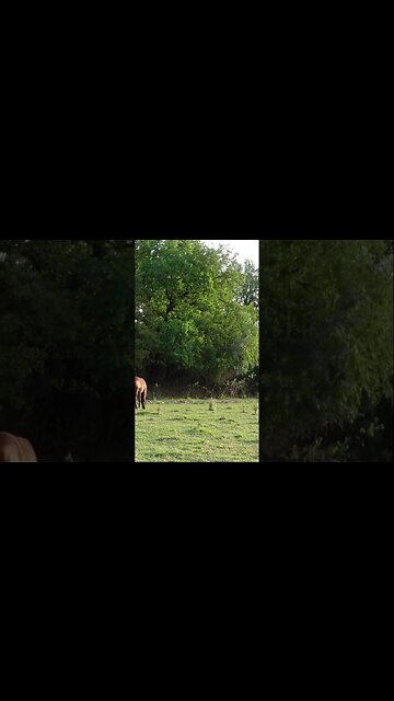 Белый Мустанги в дикой природе