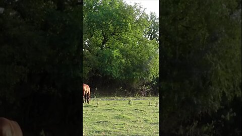 Белый Мустанги в дикой природе