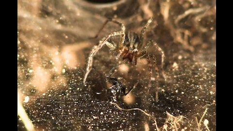 SPIDER PLAYS WITH HIS PREY BEFORE HE EATS IT