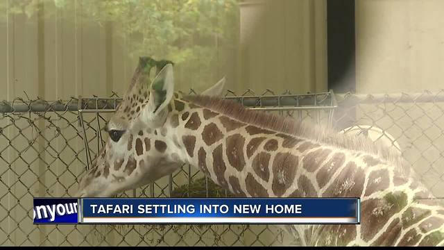 New giraffe arrives at Zoo Boise