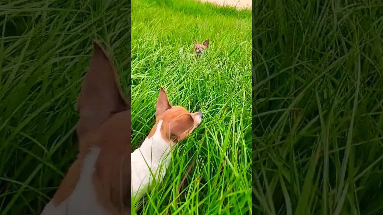 Tall Grass Tiny Puppies 🐶 #dogshorts