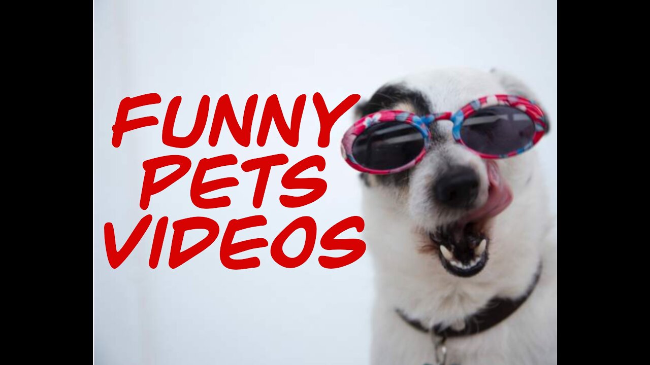 Funny Pet Videos :D