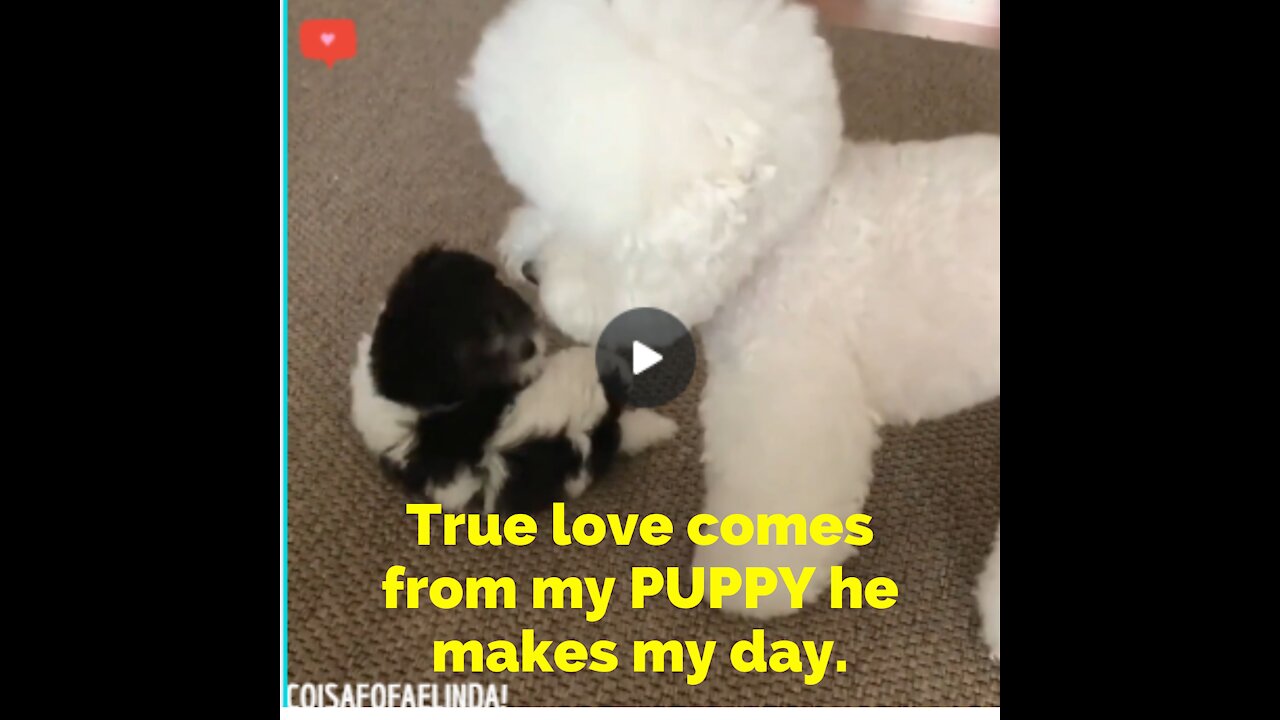True love comes from my PUPPY he makes my day