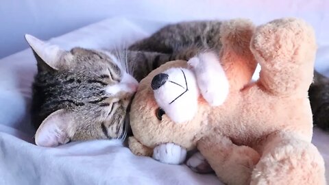 Evil Teddy Bear Gets Bitten by the Cat