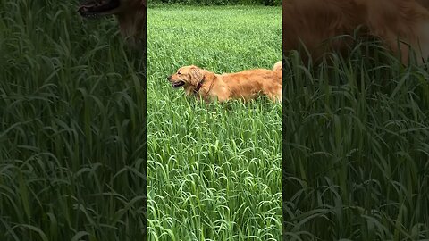 Afternoon farmers field walk in #pei #goldenretriever