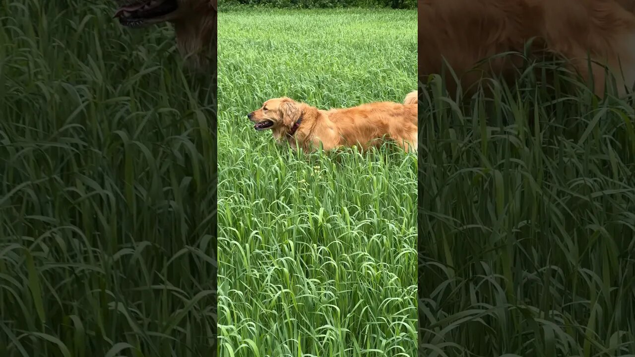 Afternoon farmers field walk in #pei #goldenretriever