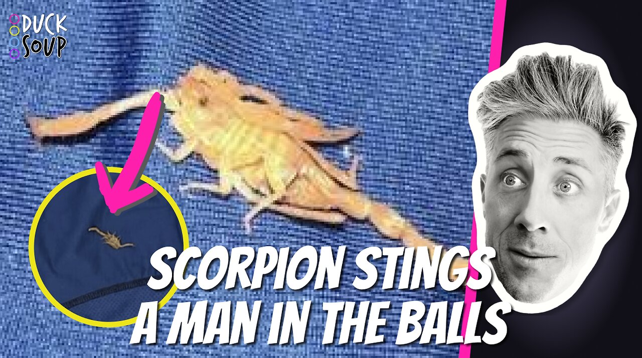 Scorpion Sting on THE BALLS! | Clip | Duck Soup